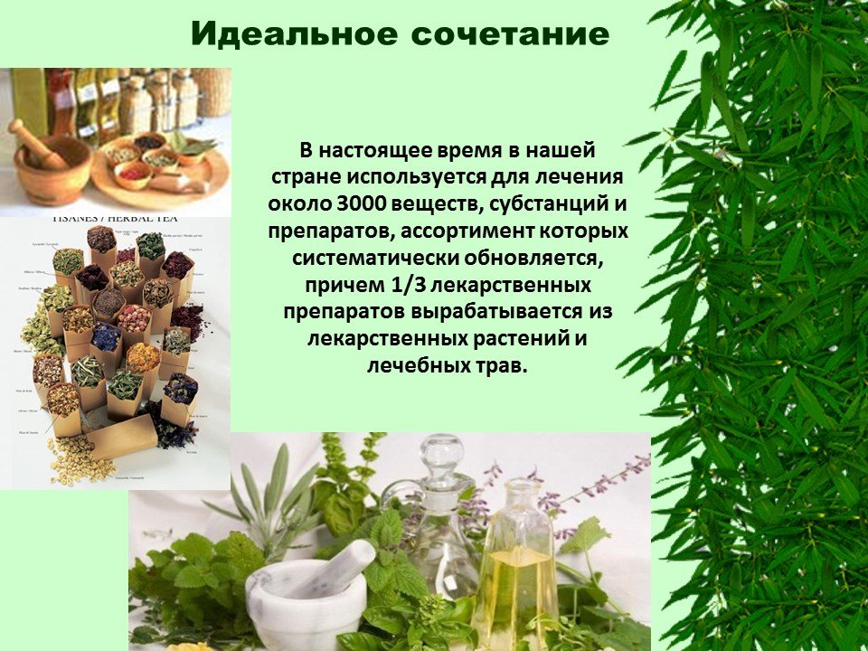 Фитопрепараты в современной медицине презентация